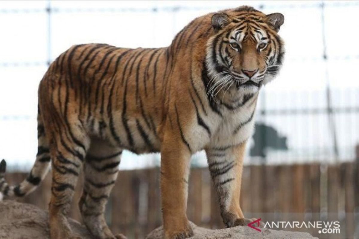 Waduh, seekor harimau masuk kampus Universitas Sriwijaya