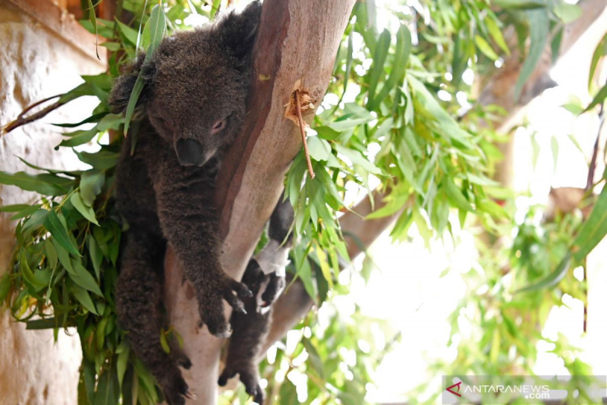 Koala pantai timur di Australia terancam punah