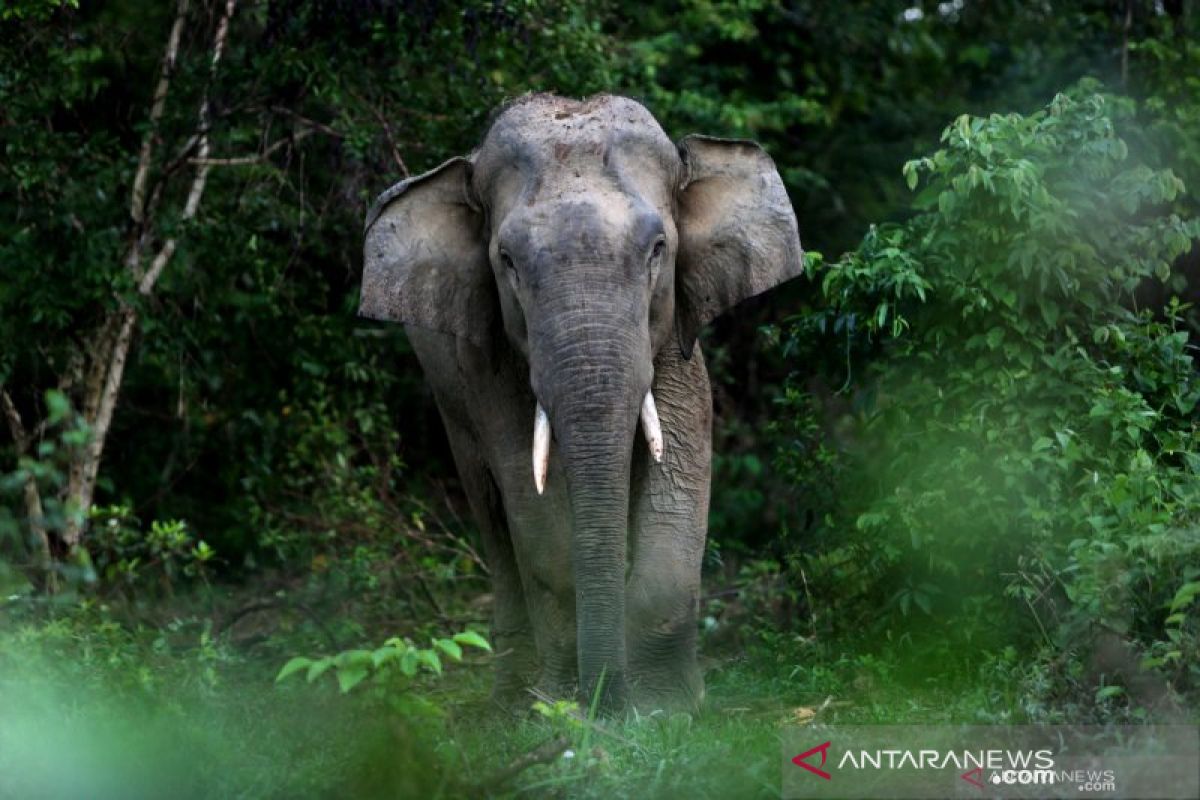 Frekuensi konflik gajah-manusia meningkat, 38 ekor gajah mati