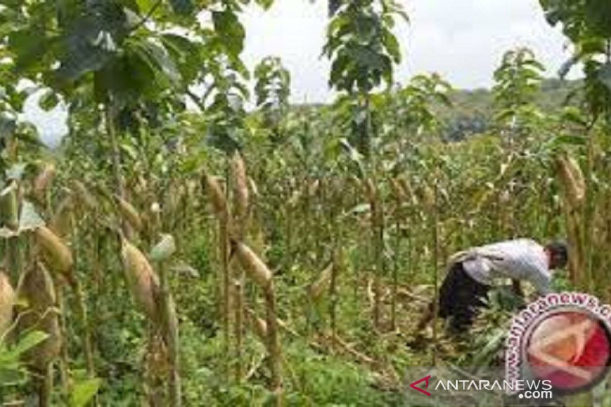 Tanaman sela Jagung menaikkan pendapatan masyarakat Kolaka Utara