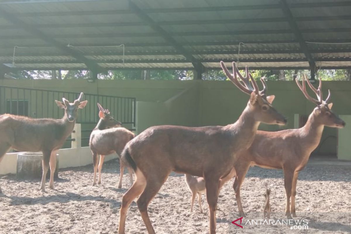 Musim hujan, TSTJ waspadai penyakit pada kelompok satwa kuku belah