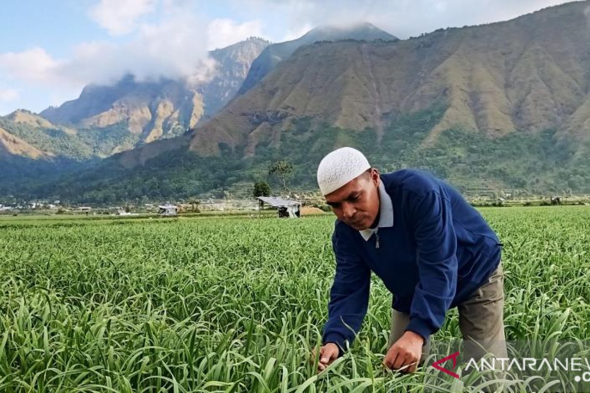 Kurangi impor, pemerintah perlu optimalkan budi daya bawang putih