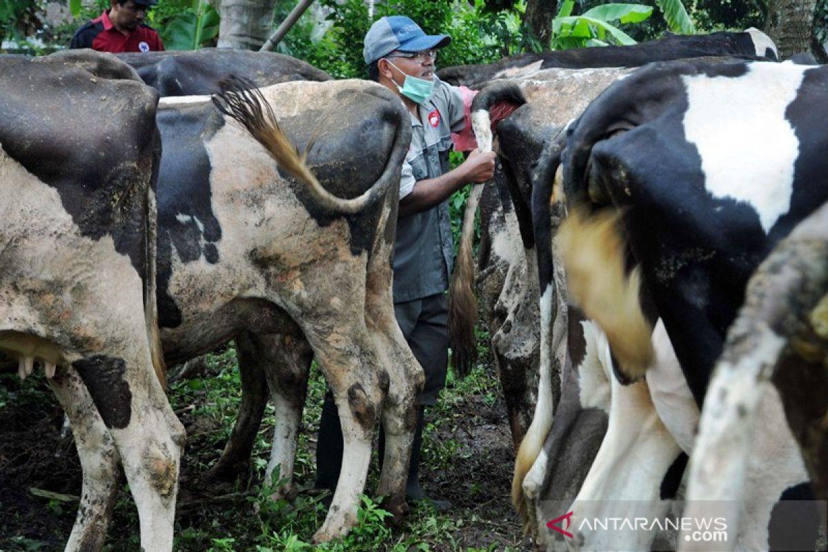 Ribuan ternak di Boyolali divaksinasi antisipasi antrax