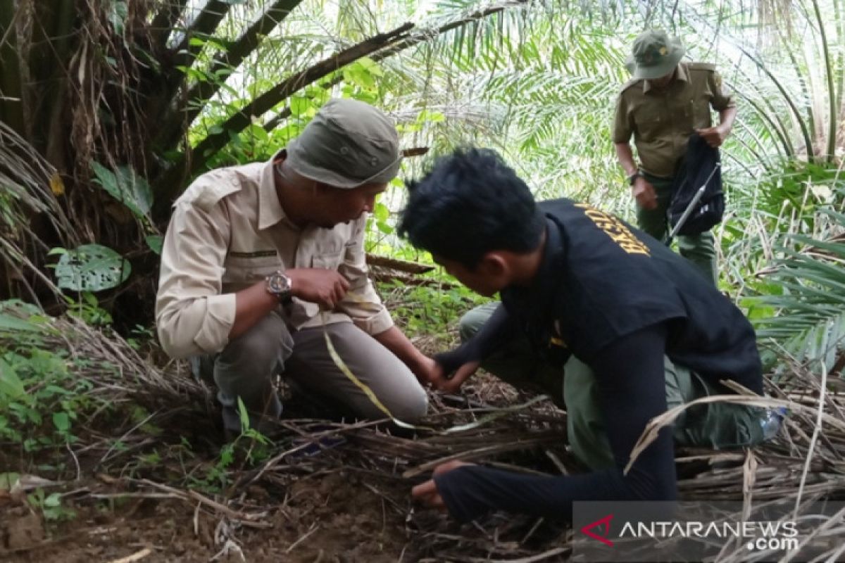 Masih berkeliaran, BKSDA imbau warga tidak beraktifitas di lokasi harimau terkam sapi