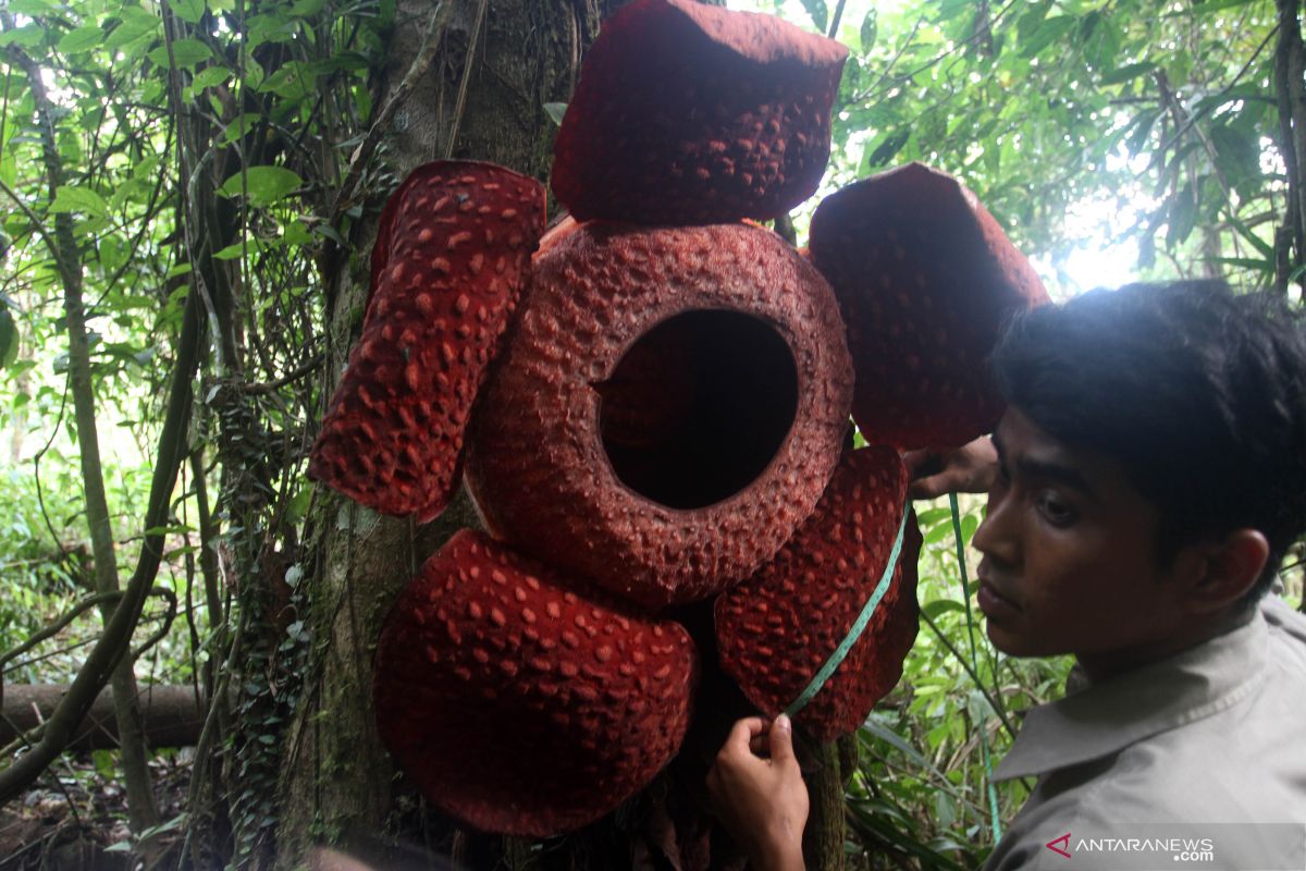 Turis luar negeri  terpikat Bunga Rafflesia yang mekar di pohon