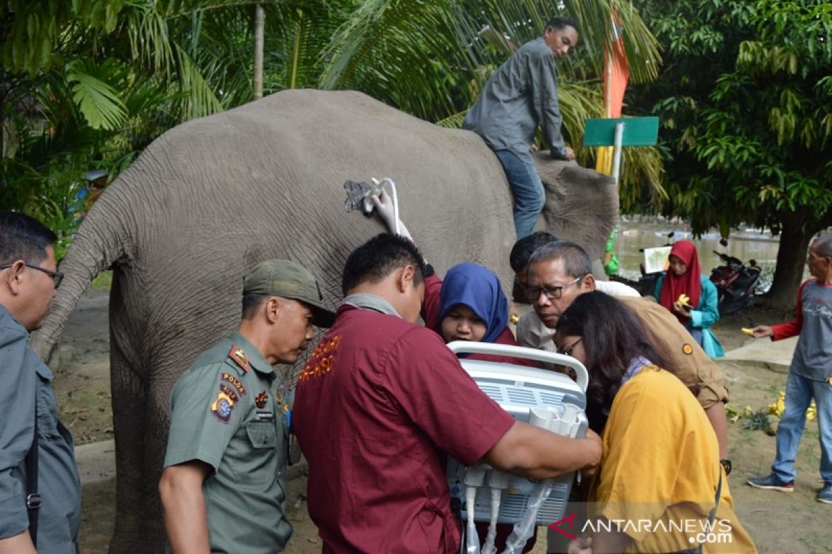 Gajah sumatera di TWA Buluh Cina bunting untuk pertama kali, ini penyebabnya