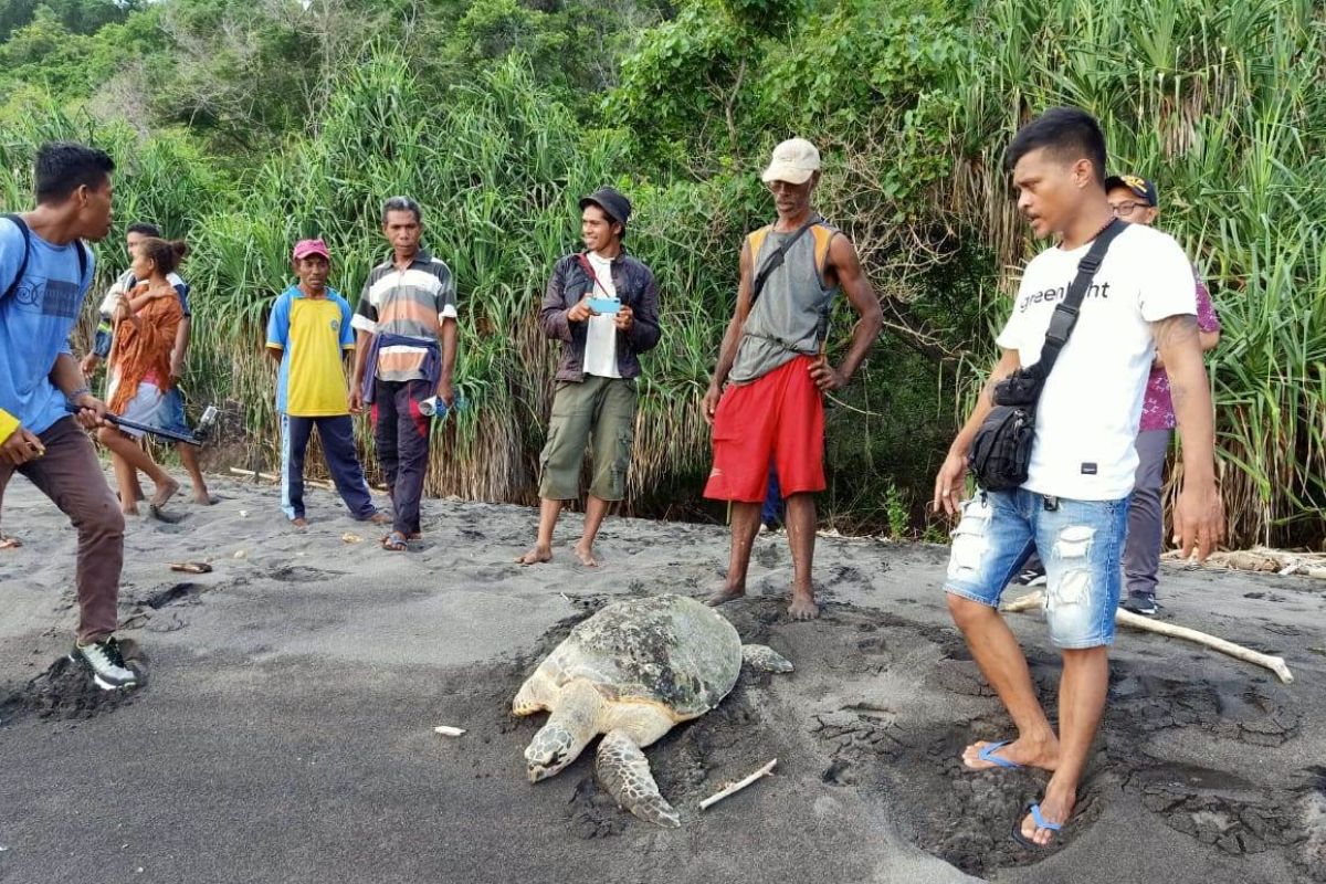 Dua ekor penyu hijau berhasil diselamatkan nelayan Flores Timur