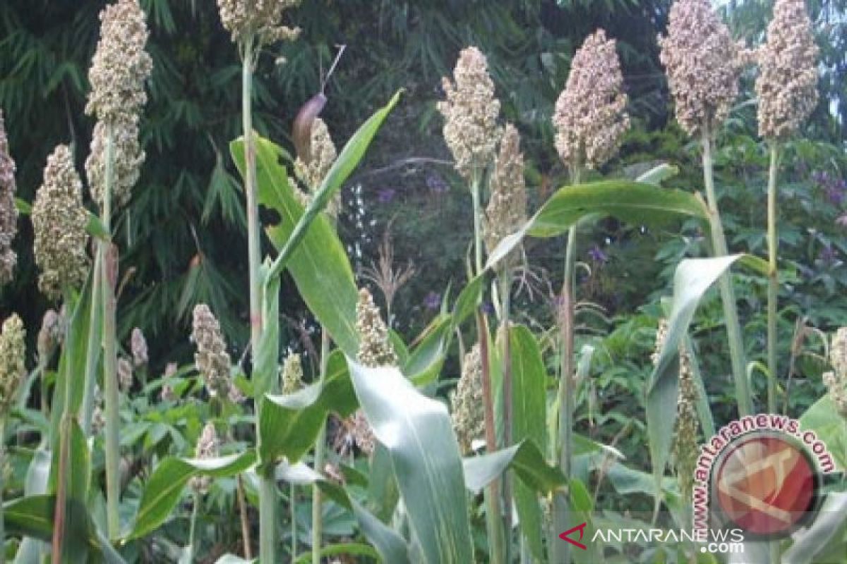 Di Sultra, petani kembangkan tanaman sela sorgum