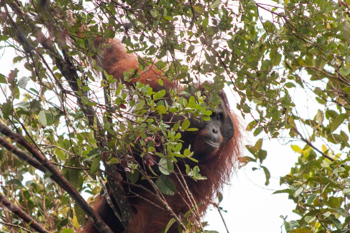 BKSDA-IAR Indonesia menyelamatkan orang utan dari dampak tambang ilegal