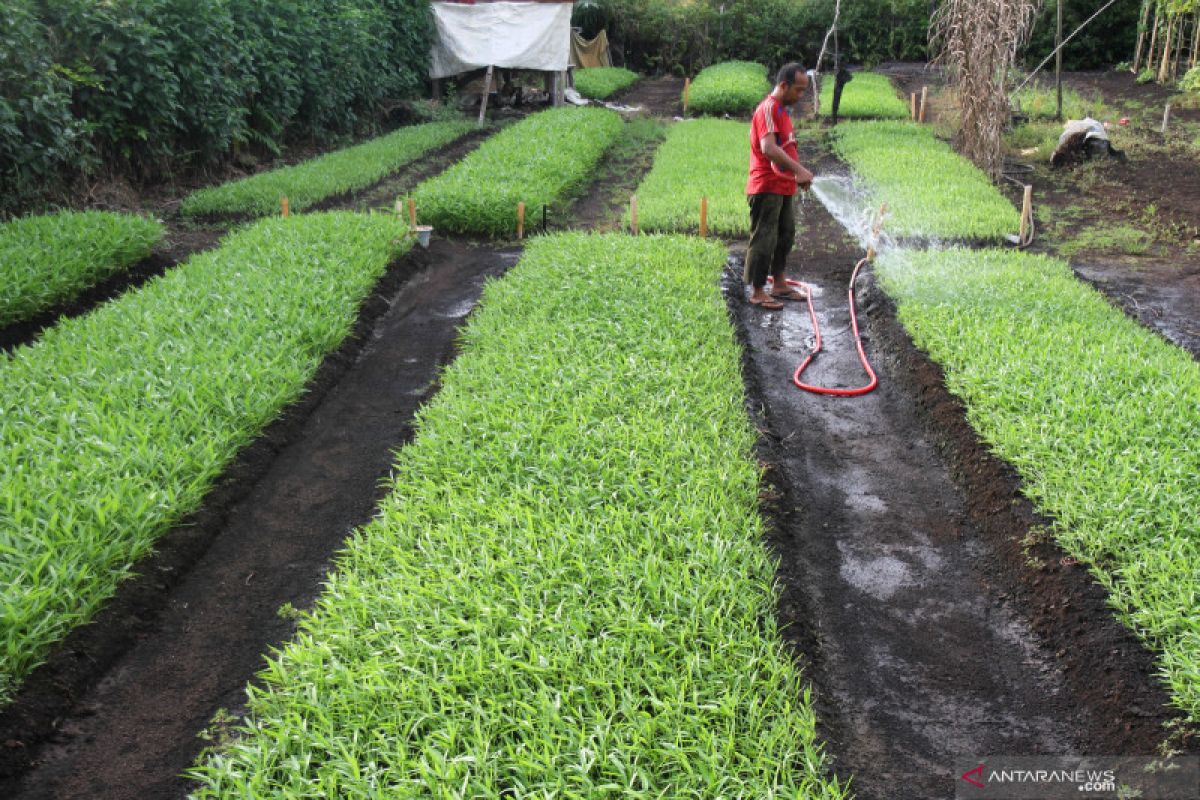 Seorang warga di Dompu ditemukan Meninggal saat memetik kangkung