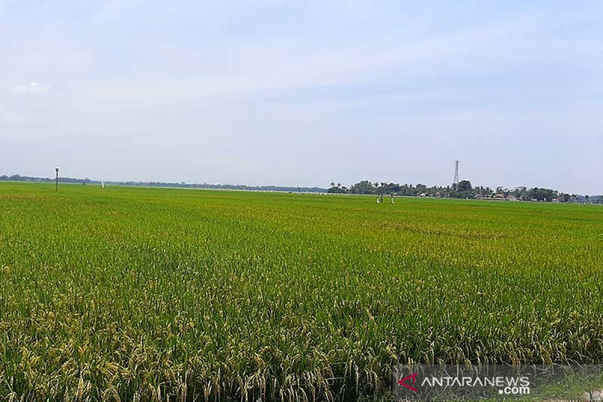 Sebagian area persawahan di Cilacap segera masuki masa panen