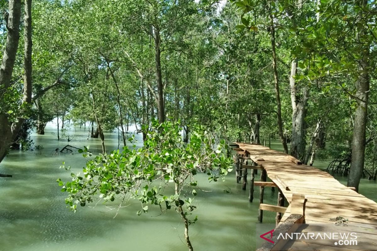 Mangrove Tanjungpunai cocok untuk budi daya  kepiting belangkas