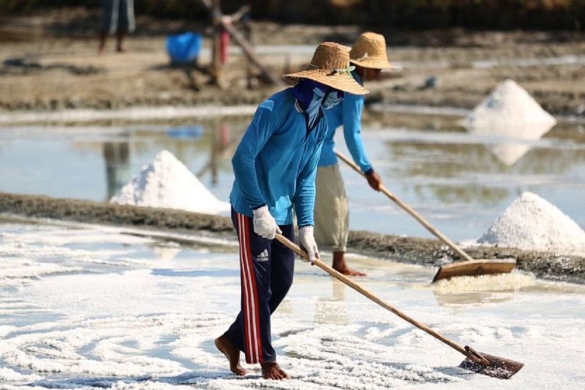 Petani garam seharusnya dilibatkan dalam kepentingan impor