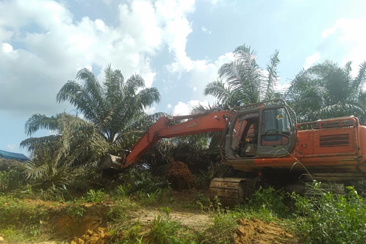 Petani gugat perdata DLHK Riau eksekusi ribuan hektare sawit Pelalawan