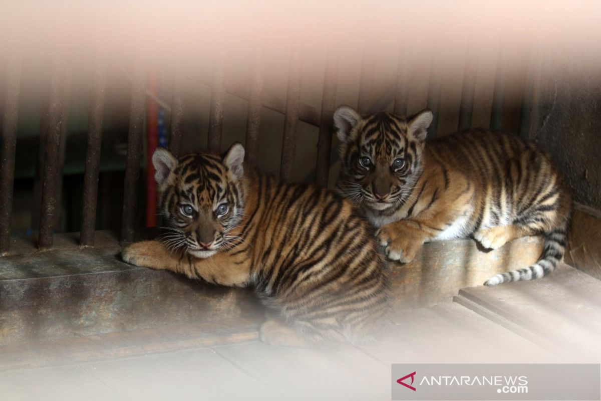 BBKSDA Riau tangani harimau sumatera serang ternak sapi, begini penjelasannya