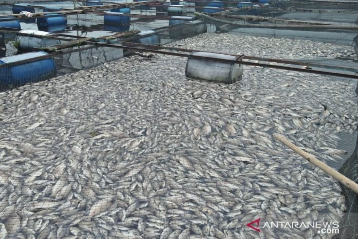 Sekitar 10 ton ikan mati di Danau Maninjau akibat hujan deras