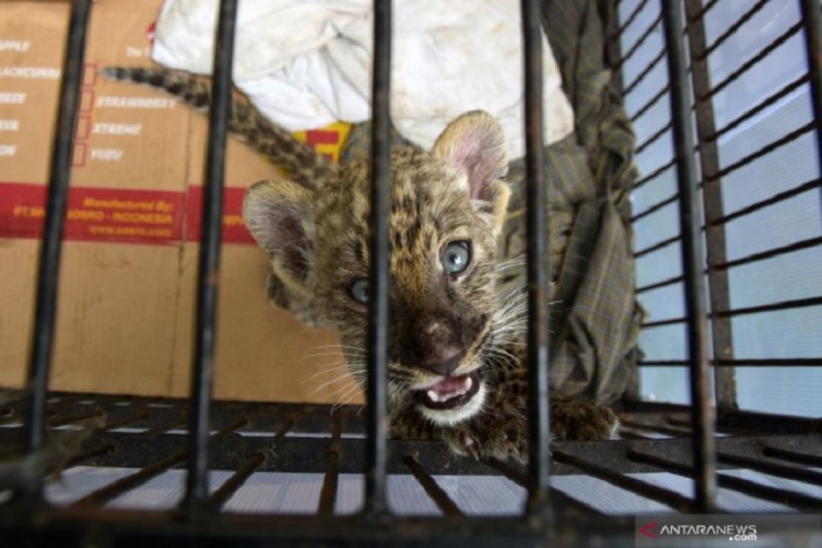 Kematian bayi leopard Afrika di Kebun Binatang Kampar diselidiki polisi