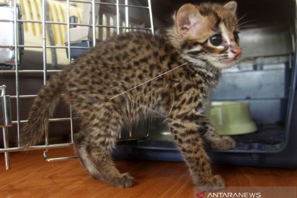 KUCING HUTAN DI JUAL ONLINE - ANTARA Sumbar