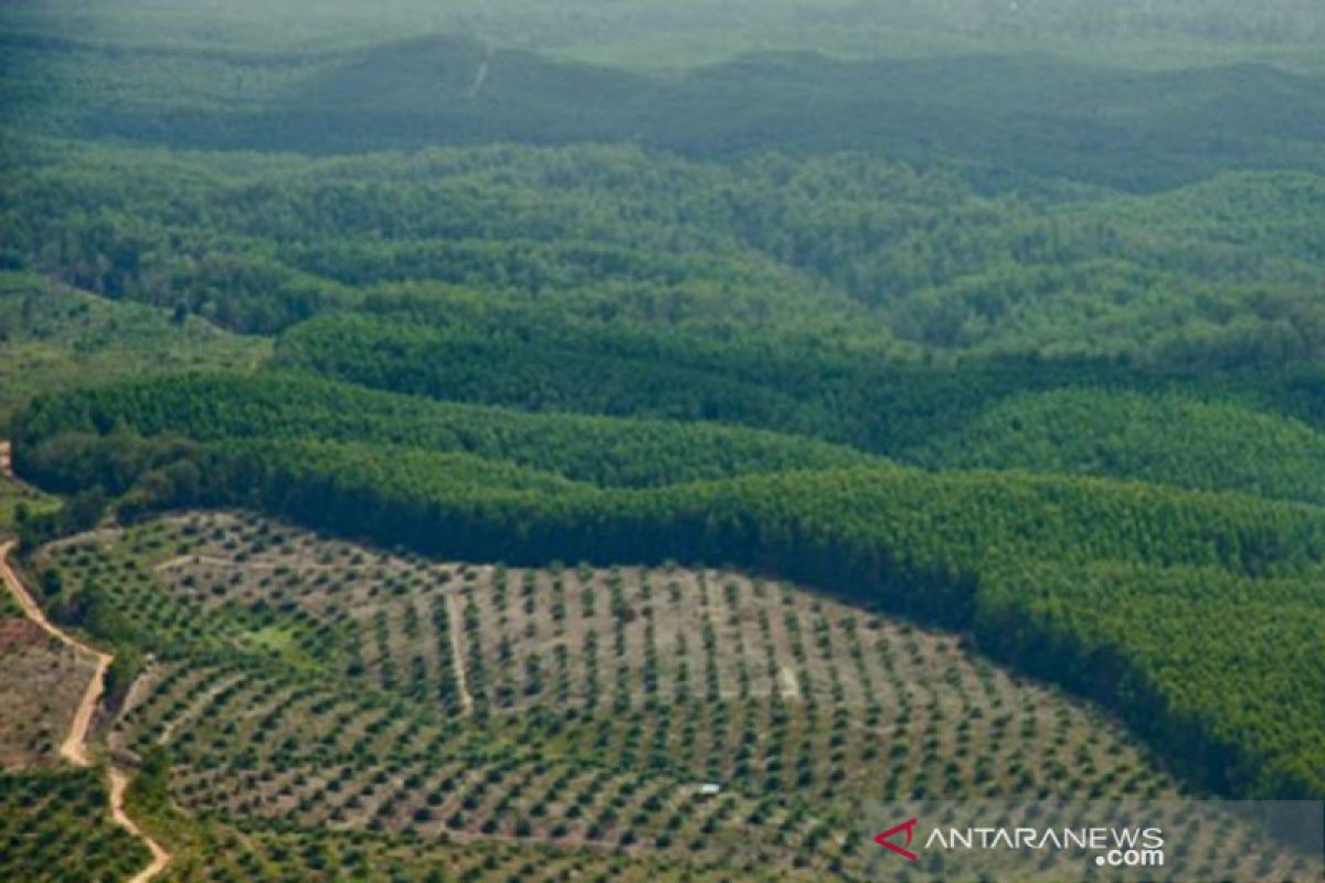 Kenaikan harga sawit di Riau didorong lonjakan permintaan China