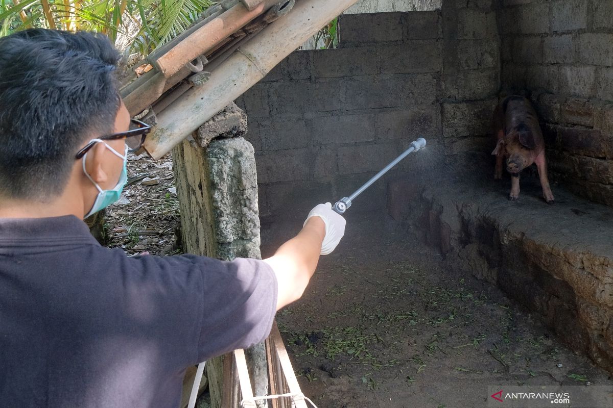 Pulau Timor positif terserang virus ASF