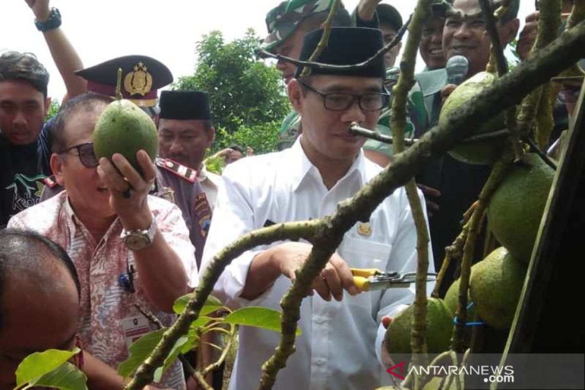 Petani Temanggung panen perdana buah alpukat