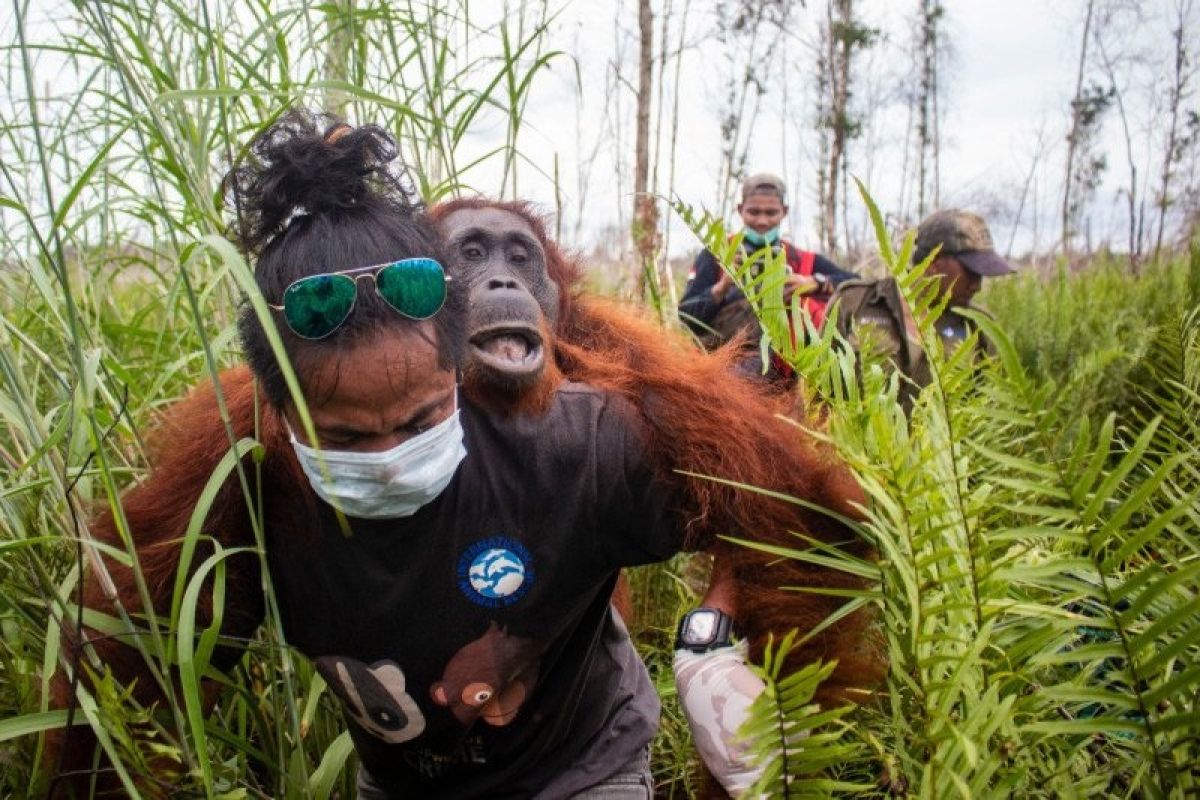 BKSDA- IAR Indonesia kembali menyelematkan dua orang utan dari akibat karhutla