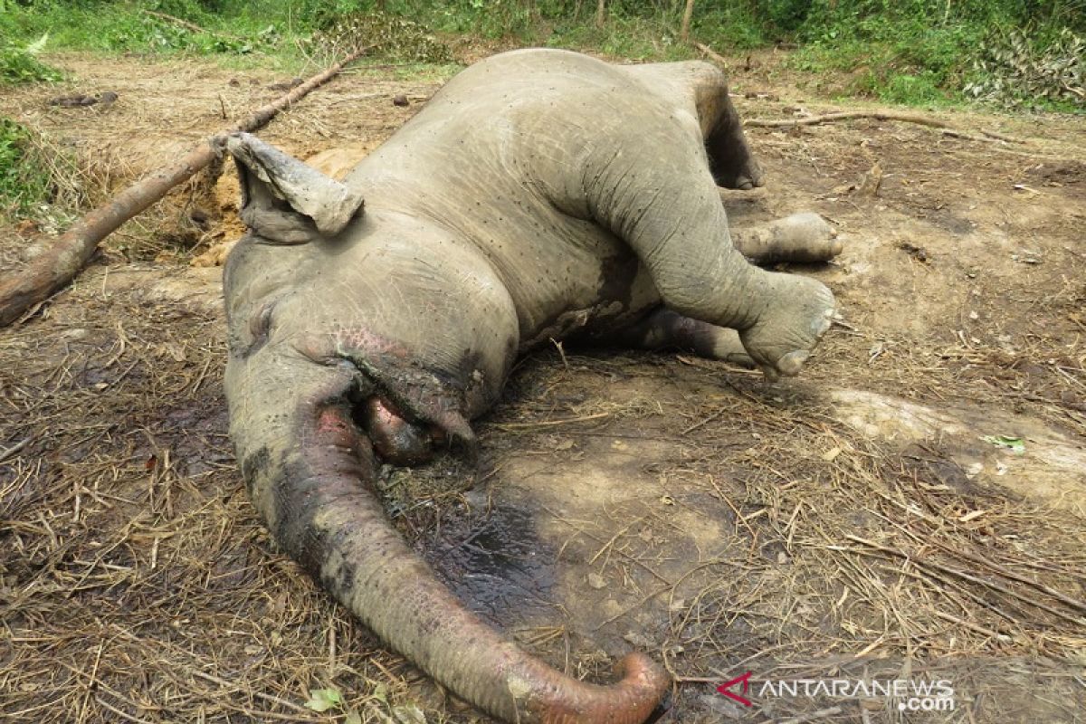 Gajah sumatera mati di konsesi hutan tanaman industri di Riau, begini kronologinya