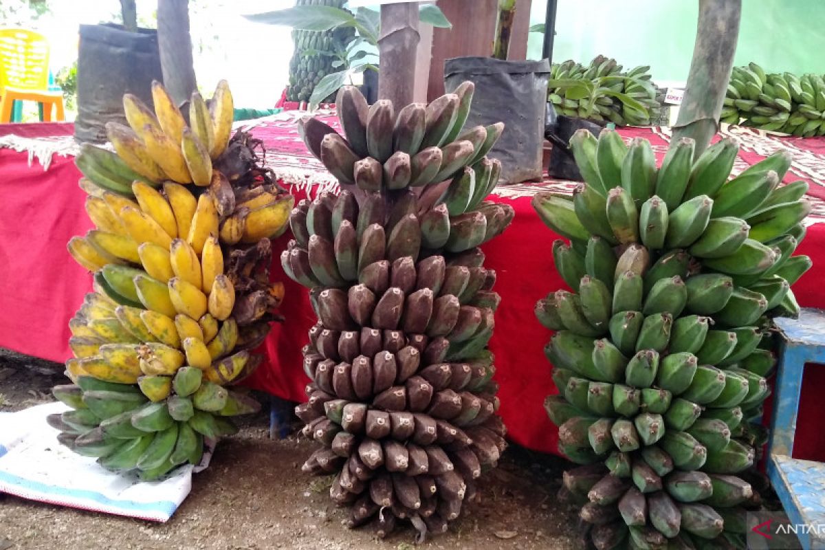 Membudidayakan Kepok Tanjung, pisang tanpa jantung yang membawa untung