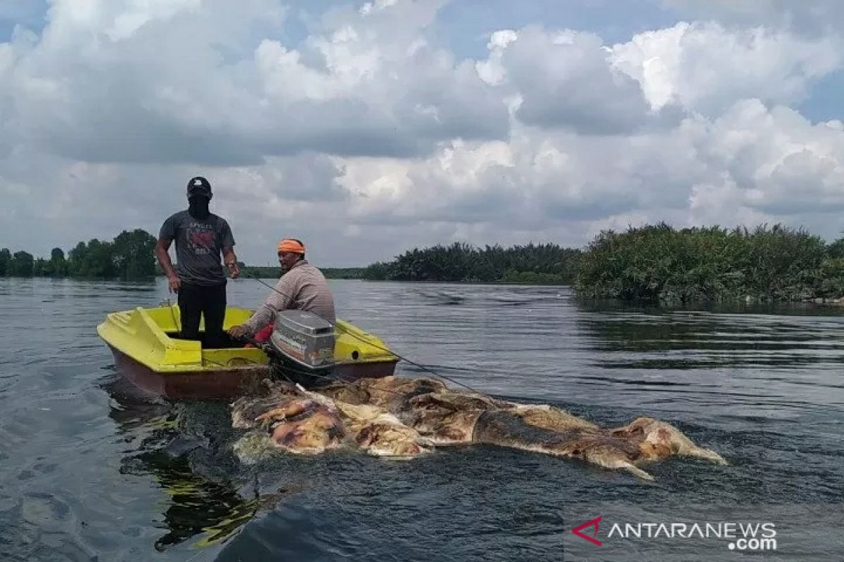 48 ribu babi mati di Sumut akibat virus hog cholera dan ASF