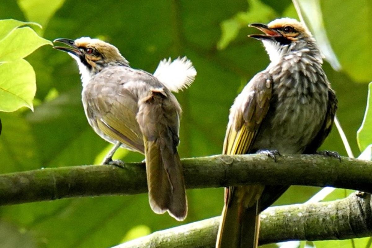 Indonesia urutan keempat terbanyak miliki burung di dunia