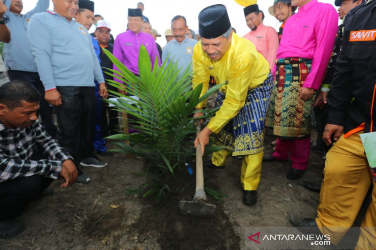 122,8 ha sawitnya diremajakan, Petani Empang Pandan Siak budidaya tumpang sari