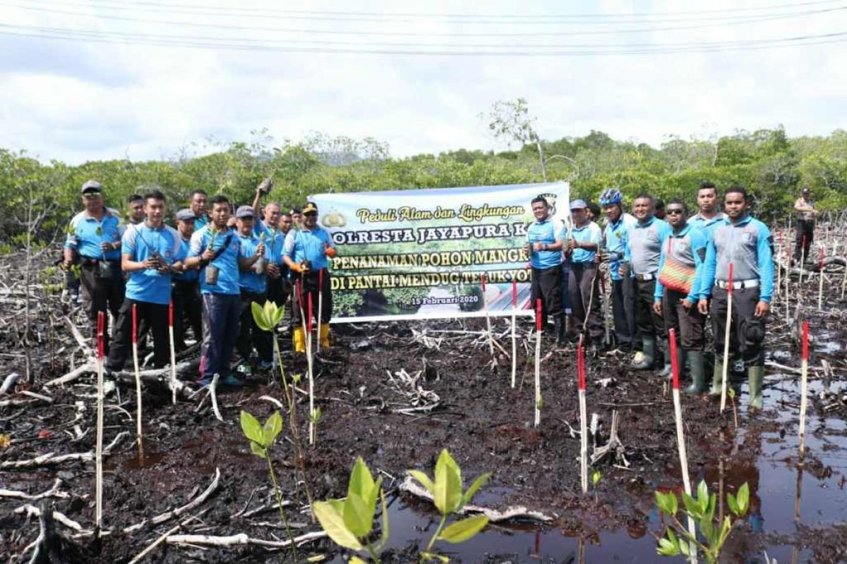 Polresta Jayapura tanam pohon mangrove di Teluk Youtefa