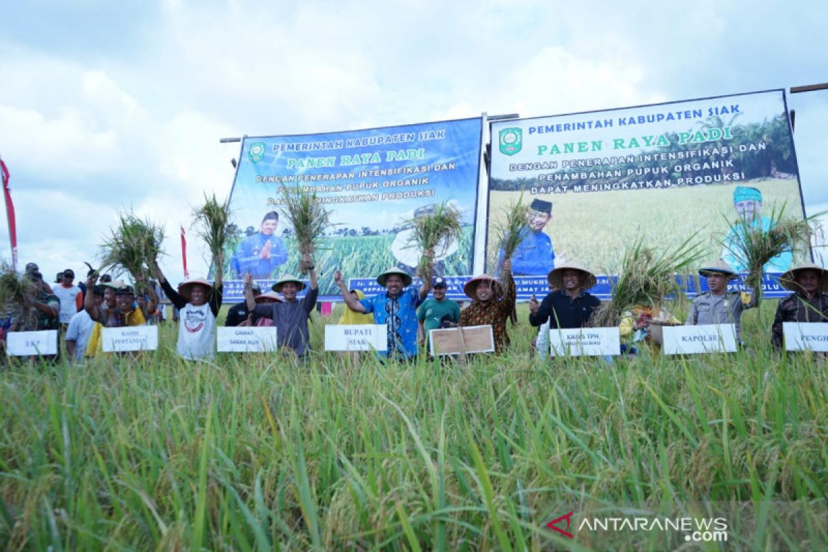 Petani Sabak Auh pompa air Sungai Siak dialirkan ke sawah