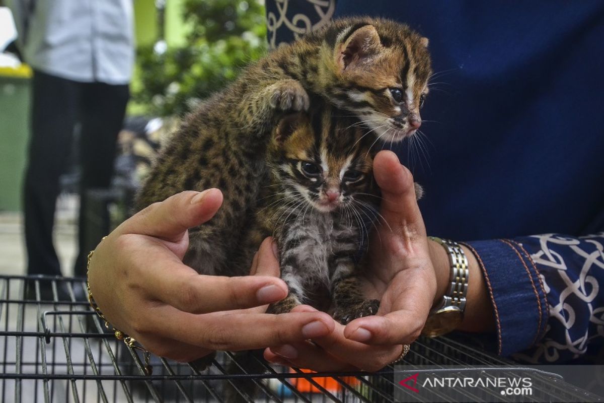 BBKSDA Riau rawat dua bayi kucing hutan temuan warga, begini penjelasannya