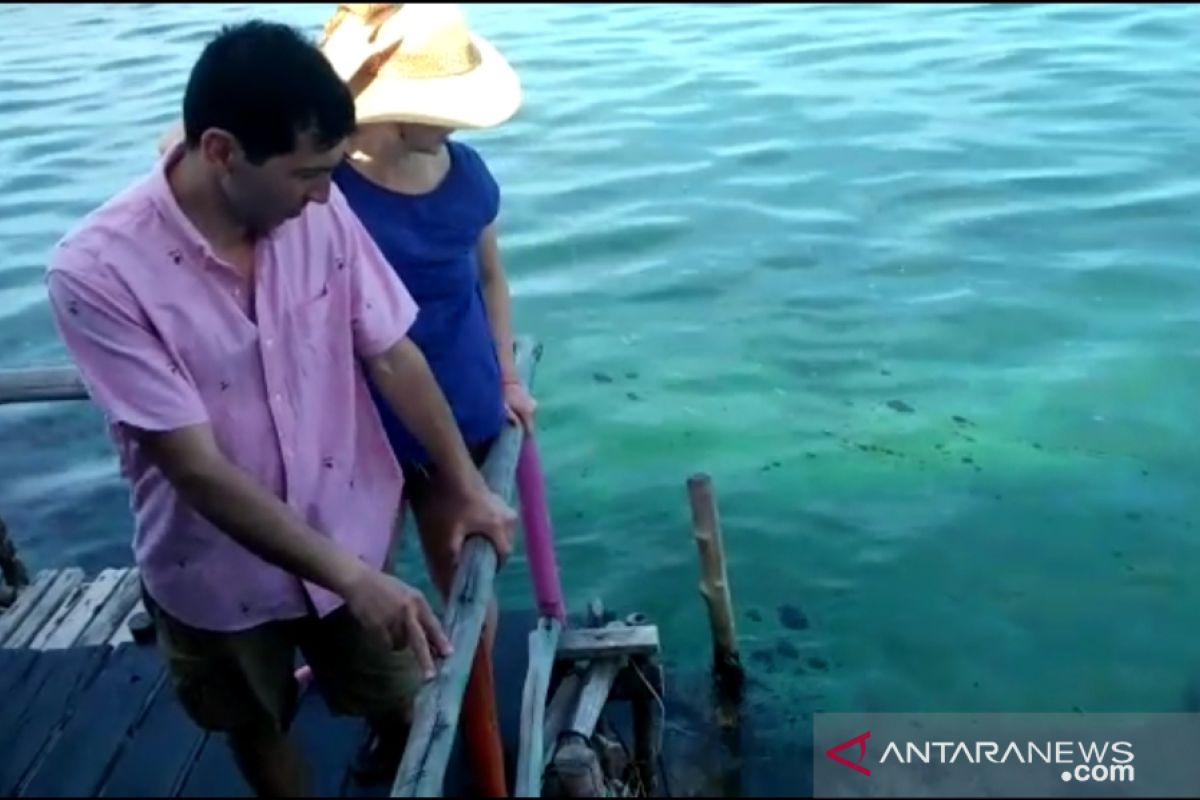 Miris, turis asing batal snorkeling di Bintan akibat limbah minyak hitam