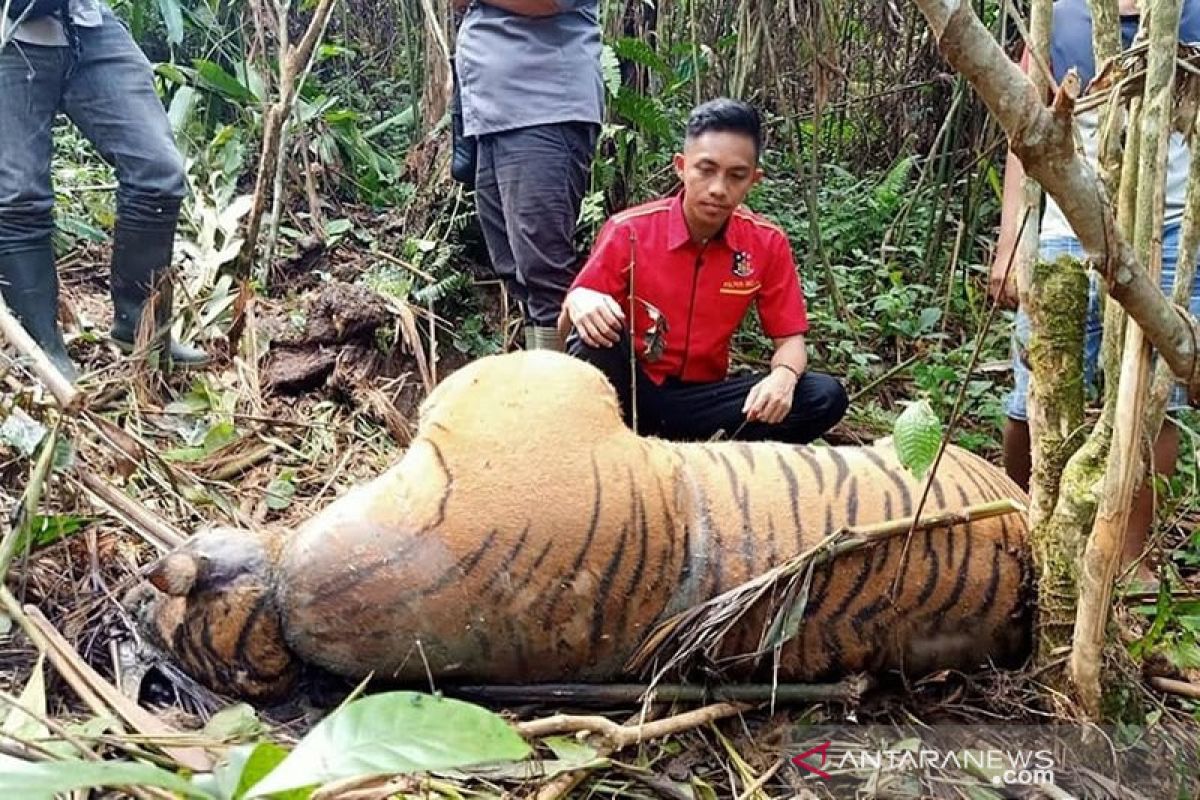 Seekor harimau mati terkena jerat pemburu di Bengkulu