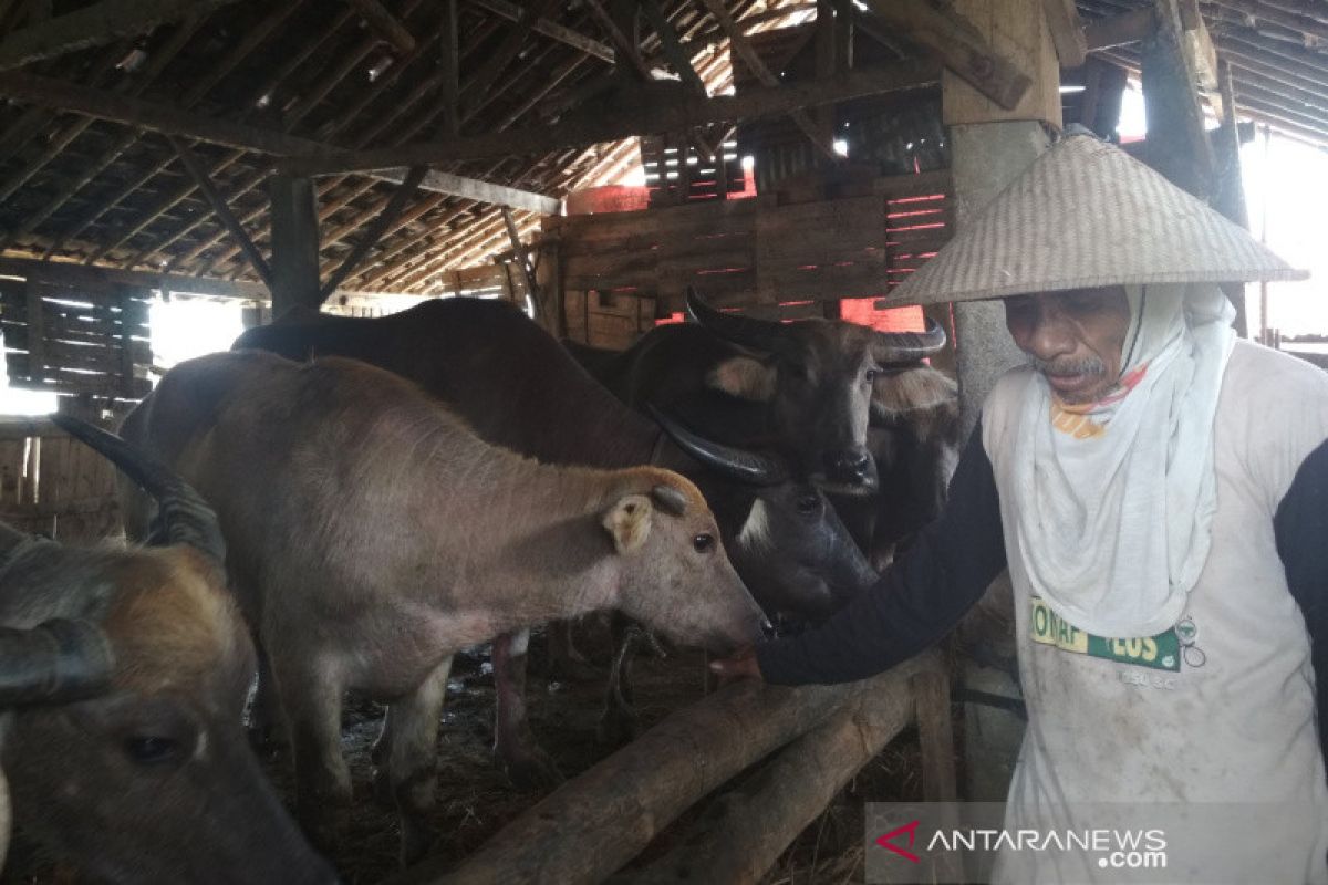 Peternak Kudus didorong manfaatkan program asuransi ternak