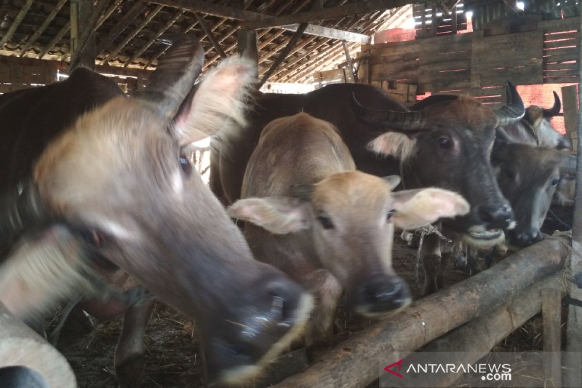 Tiga desa di Kudus potensial jadi pengembangan populasi kerbau