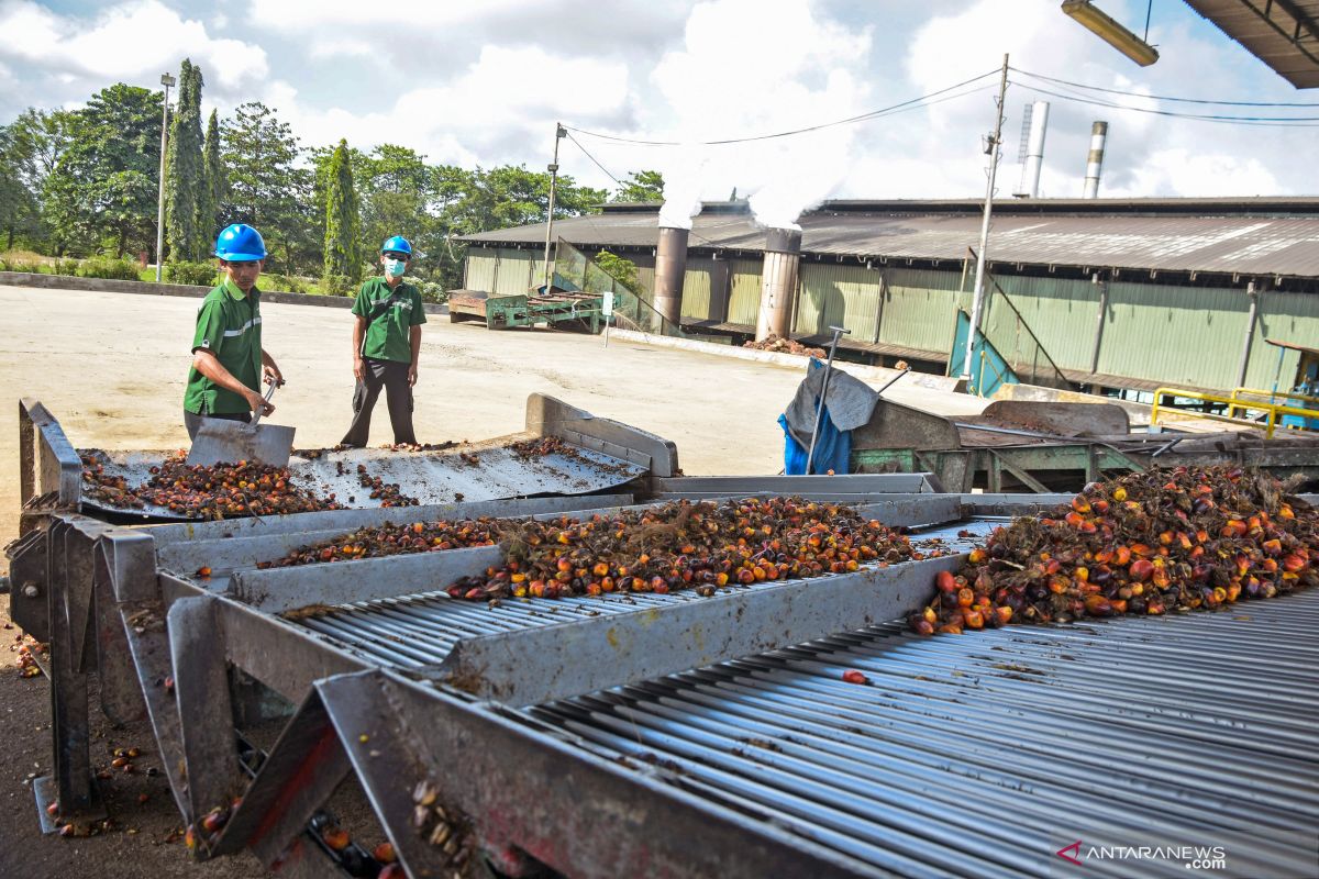 Harga minyak sawit Riau naik lagi