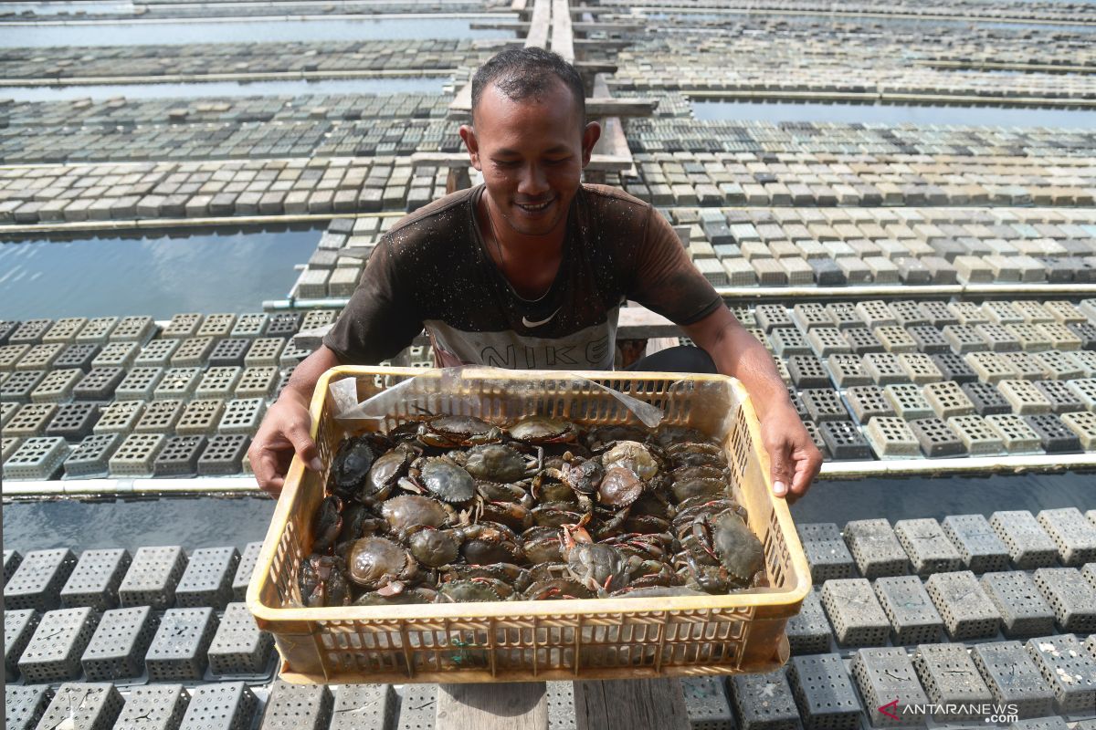 Seruyan perlu kembangkan budi daya kepiting