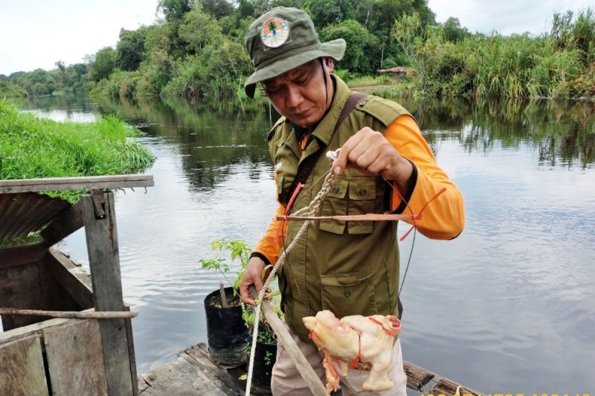 BKSDA Sampit pasang jerat tangkap buaya besar Desa Palangan