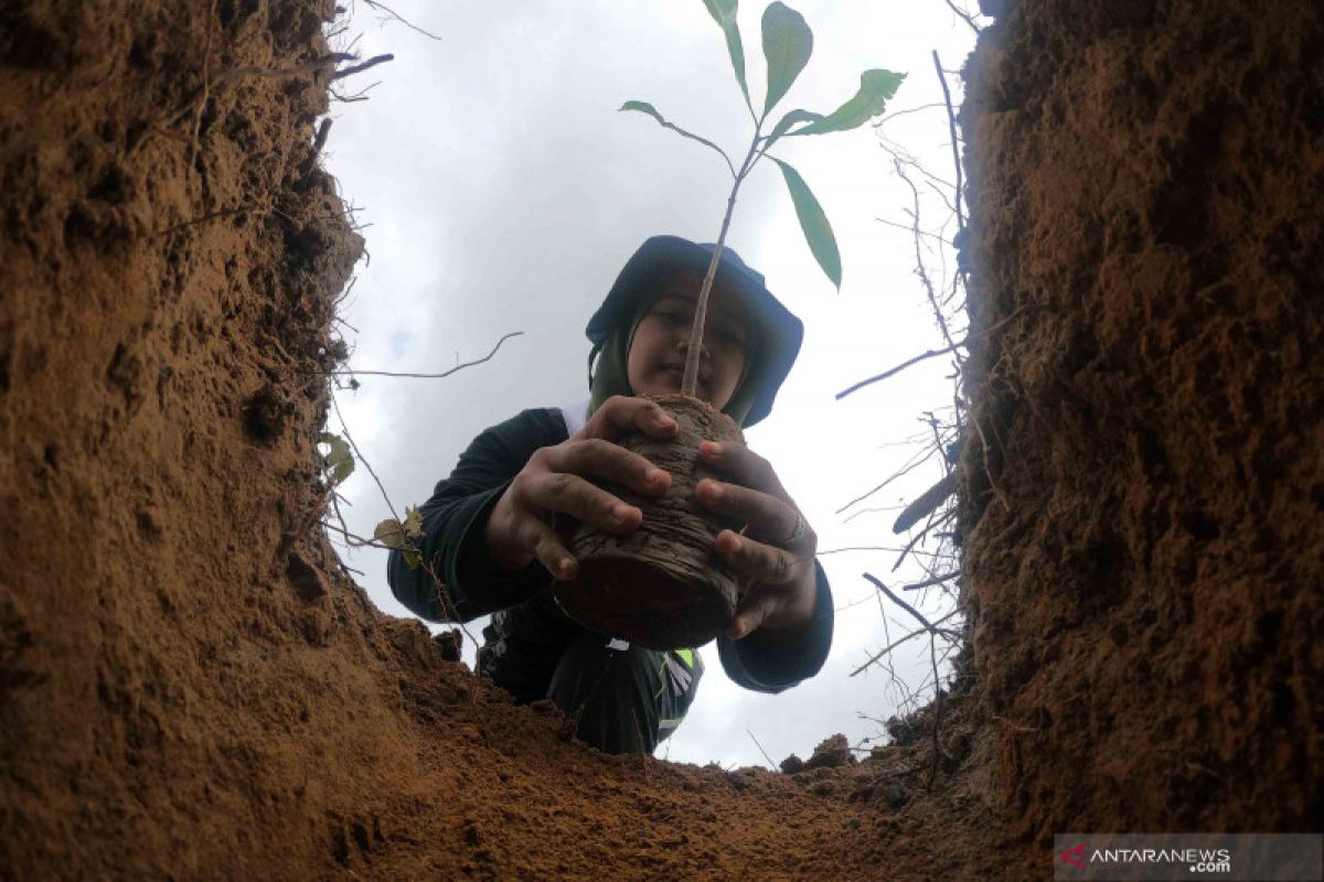 Artikel - Upaya sederhana selamatkan hutan dan lingkungan