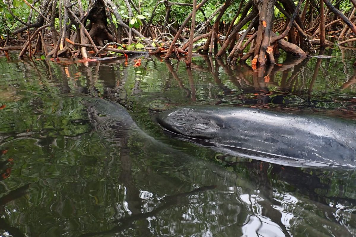 Wah, ikan paus ini terjebak dan mati