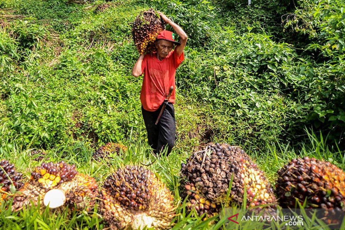 Gapki: Konsumsi minyak sawit dalam negeri tumbuh 7,2 persen