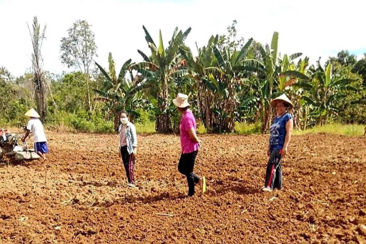 PPL Gumas tetap bina petani, dengan mengedepankan pencegahan COVID-19