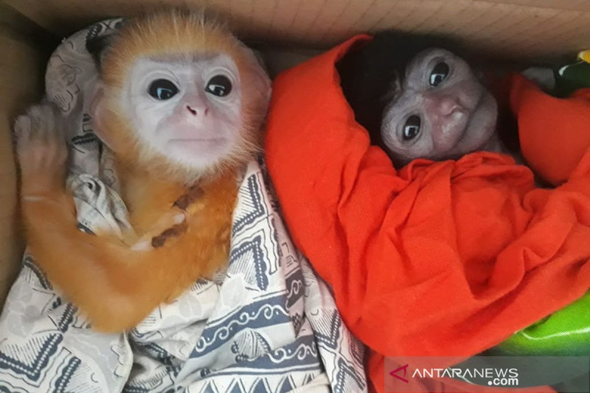 Empat Owa dan tiga Lutung berhasil diselamatkan dari perdagangan satwa liar