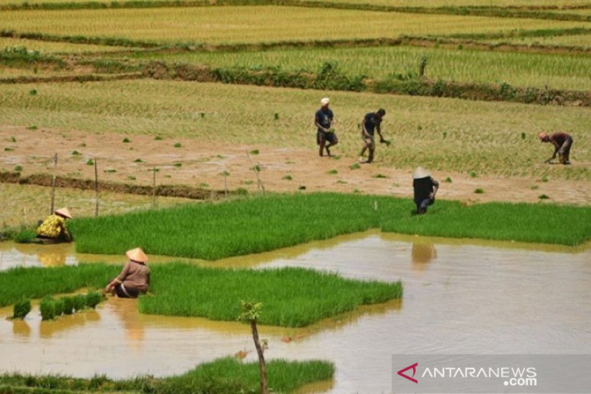 Petani Aceh Barat Daya jaga ketahanan pangan di tengah wabah COVID-19