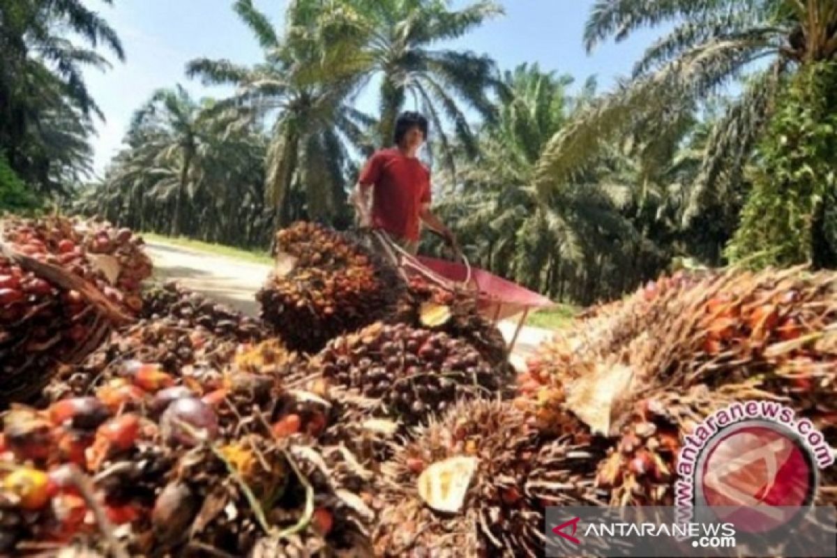 Harga sawit kembali naik akibat pandemi COVID-19