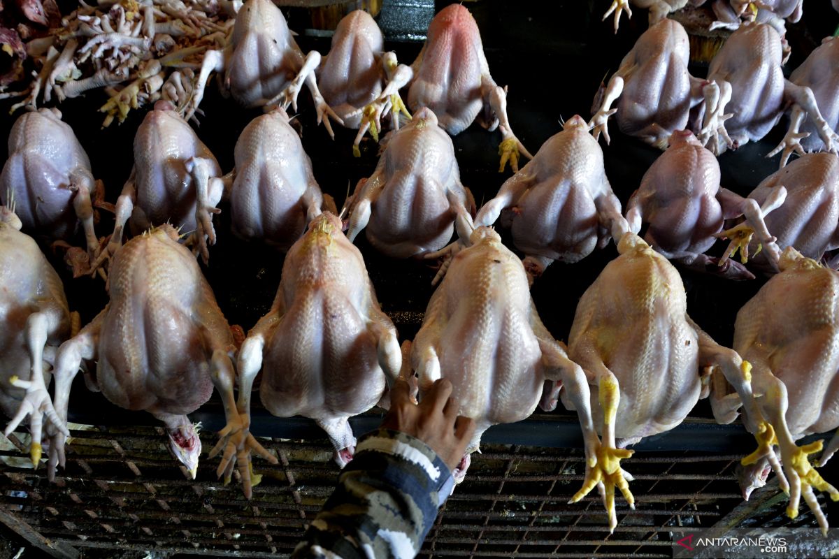 Ayam potong diusulkan masuk ke dalam bantuan sosial