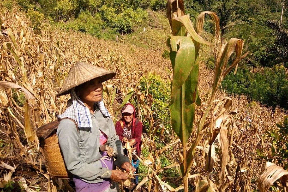 Perempuan desa  di Sulteng punya kemampuan olah lahan sekitar hutan